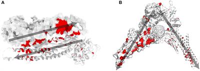 Transcriptional Profiling of STAT1 Gain-of-Function Reveals Common and Mutation-Specific Fingerprints